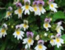 Eyebright  P.E.